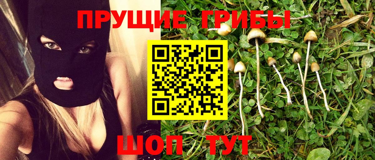 Псилоцибиновые грибы Psilocybe Алексеевка